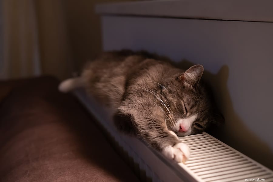The Science Behind Cats  Unusual Sleeping Poses