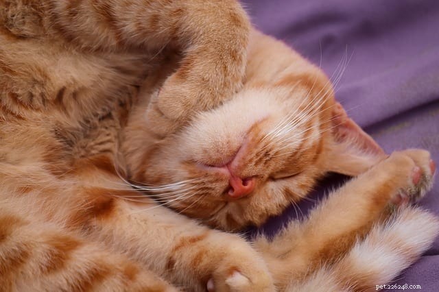The Science Behind Cats  Unusual Sleeping Poses