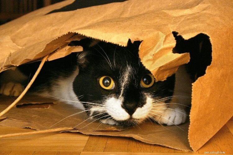 Do Cats Experience Guilt? Understanding Their Emotions Behind Misbehavior
