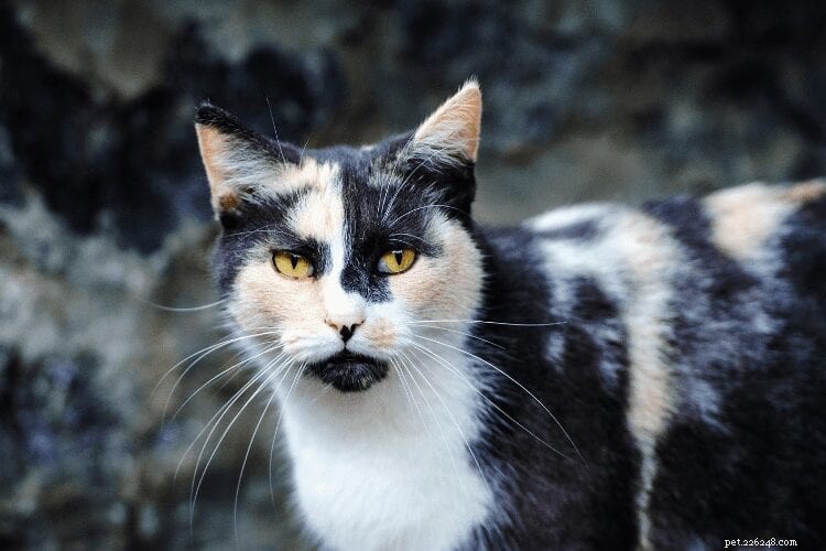 Do Cats Experience Guilt? Understanding Their Emotions Behind Misbehavior