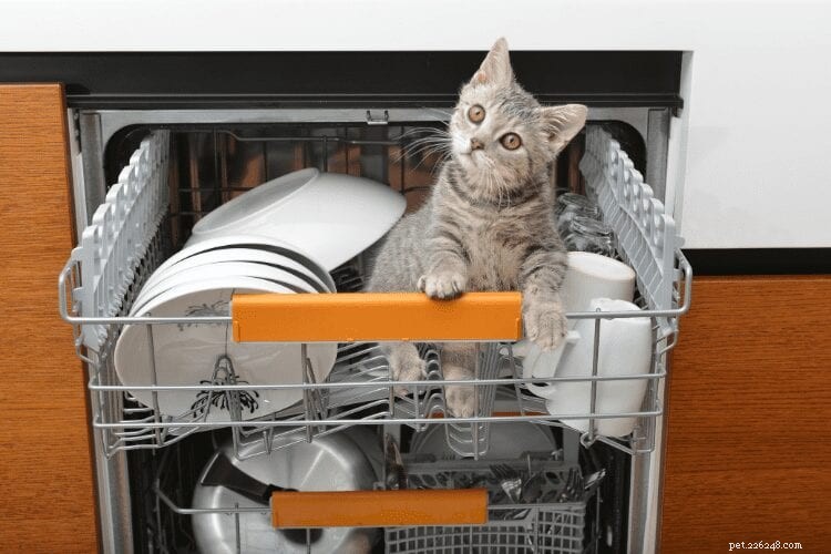 Do Cats Experience Guilt? Understanding Their Emotions Behind Misbehavior