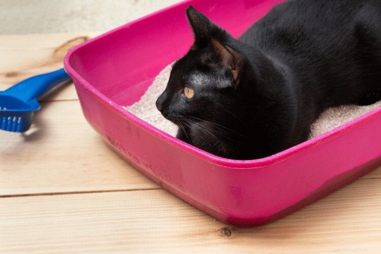 Why Cats Sleep in Their Litter Boxes: Expert Explanations & Practical Solutions