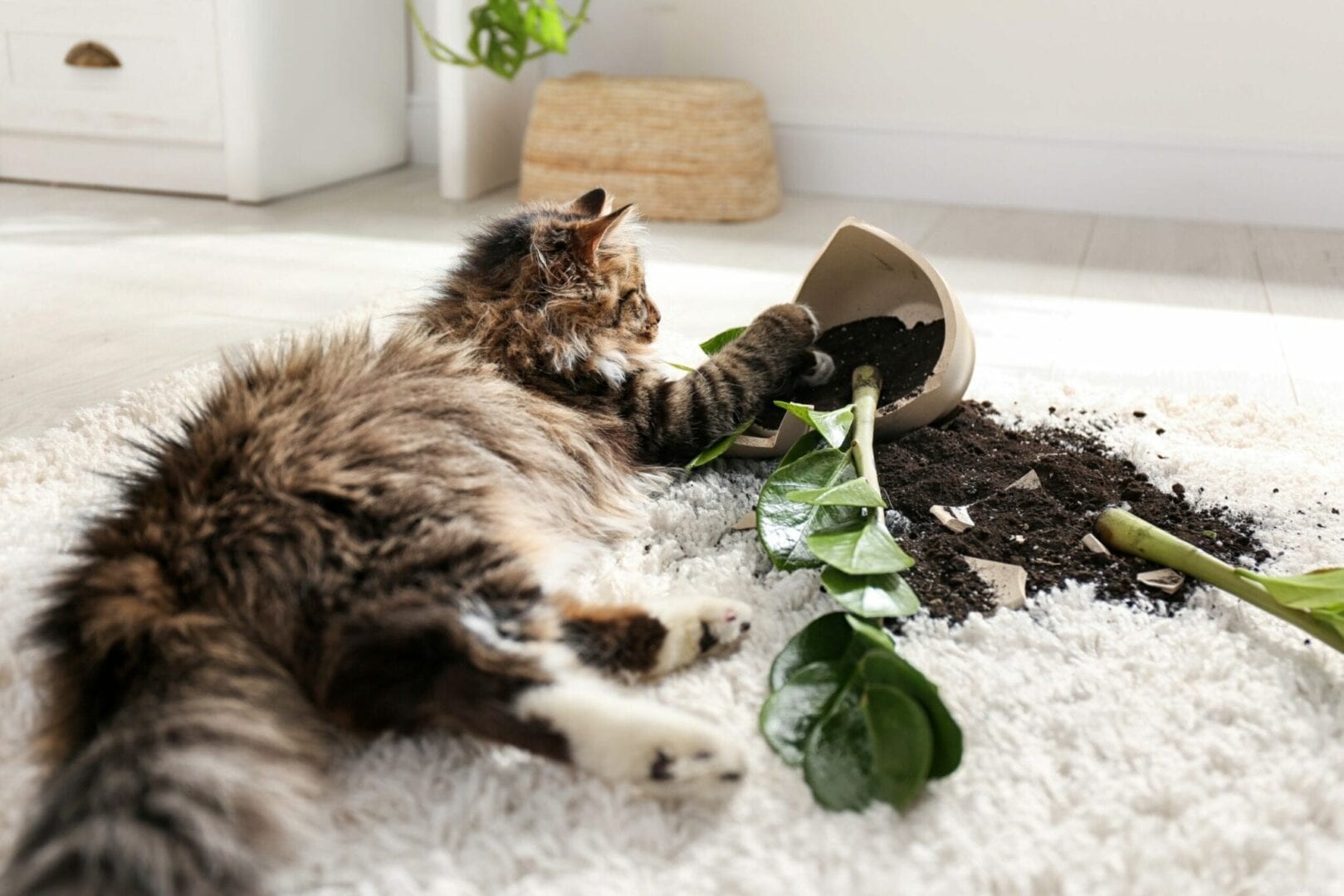 5 Clear Signs Your Cat Is Lonely and What to Do