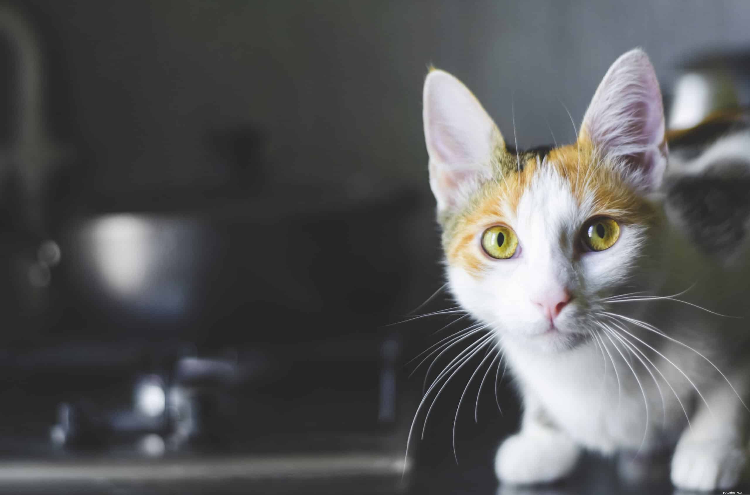 5 Clear Signs Your Cat Is Lonely and What to Do