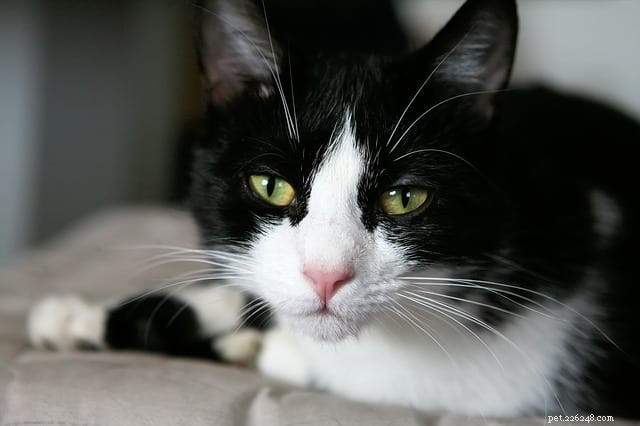 Do Cats Detect Your Sadness? How Feline Companionship Can Lift Your Mood