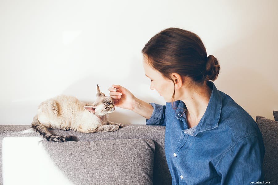 Do Cats Detect Your Sadness? How Feline Companionship Can Lift Your Mood