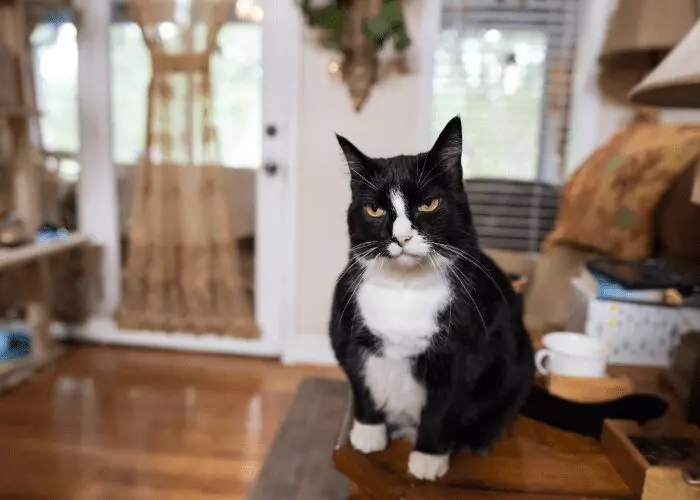 Understanding Cat Behavior: Do Cats Hold Grudges or Act Out of Spite?