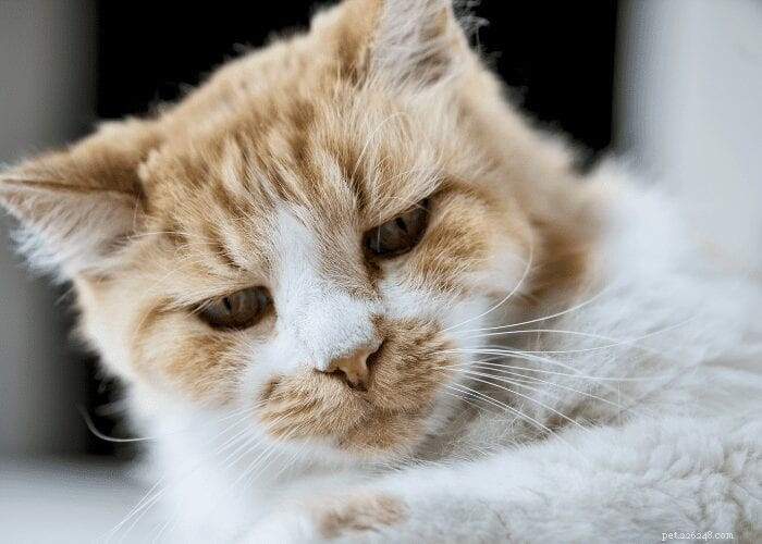 Understanding Cat Behavior: Do Cats Hold Grudges or Act Out of Spite?