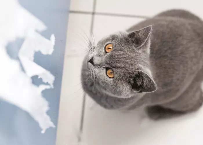 Understanding Cat Behavior: Do Cats Hold Grudges or Act Out of Spite?