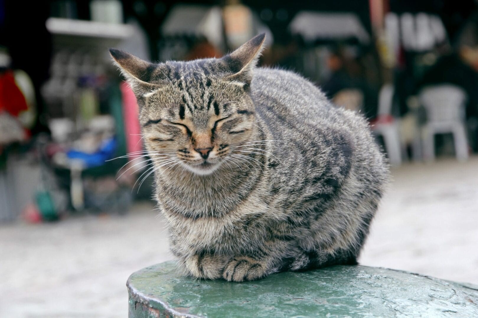 Do Cats Enjoy Kisses? What Their Reactions Tell Us