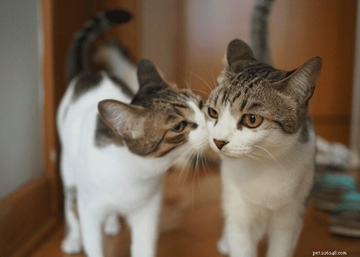 Do Cats Enjoy Kisses? What Their Reactions Tell Us