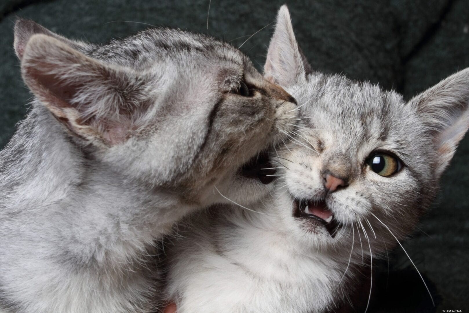 How to Tell When Cats Are Playing or Fighting – Key Signs for a Peaceful Home