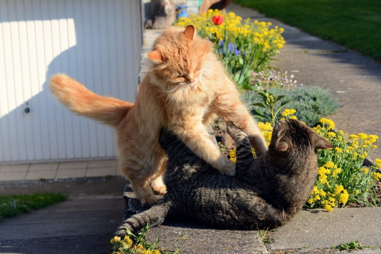 How to Tell When Cats Are Playing or Fighting – Key Signs for a Peaceful Home