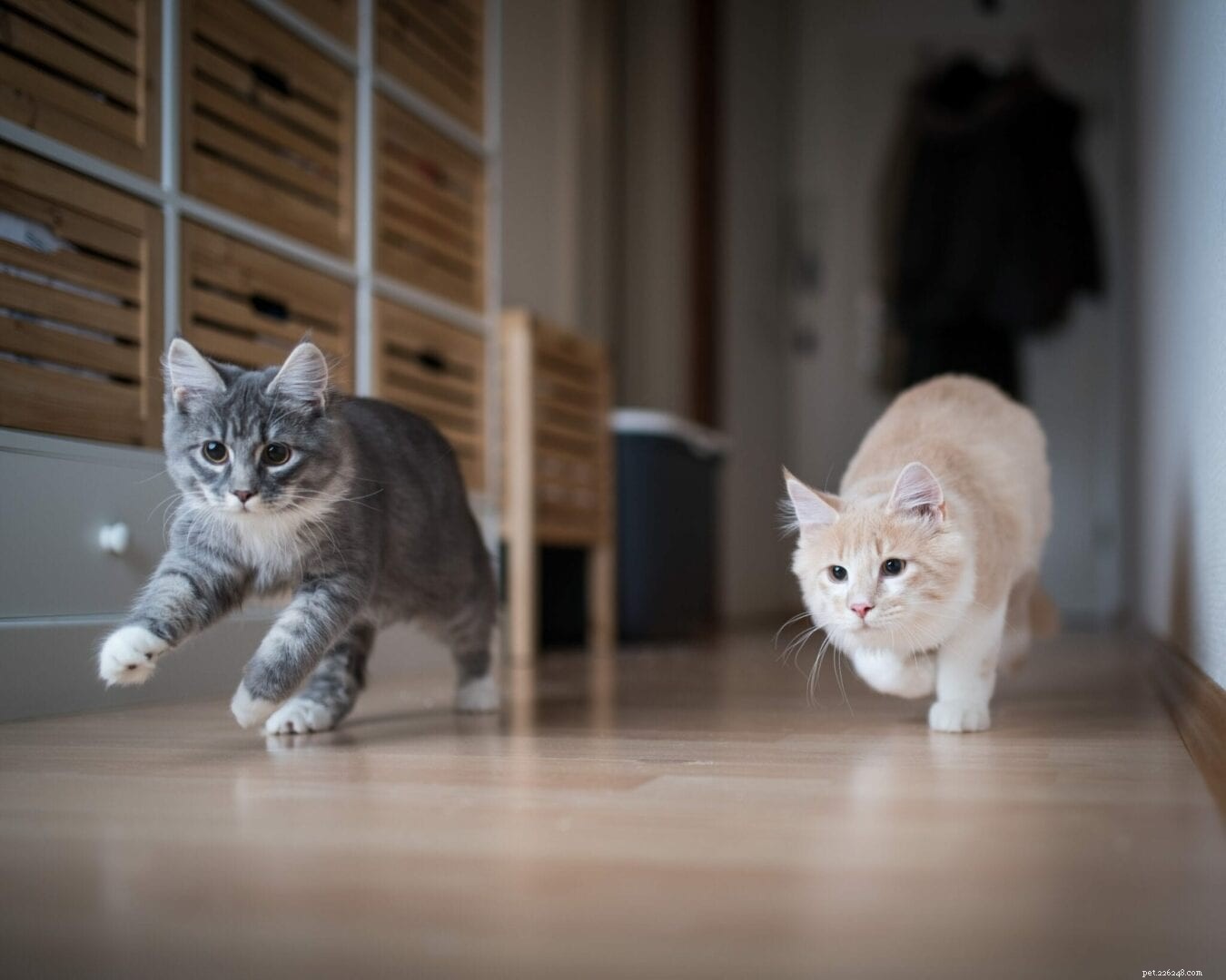 How to Tell When Cats Are Playing or Fighting – Key Signs for a Peaceful Home