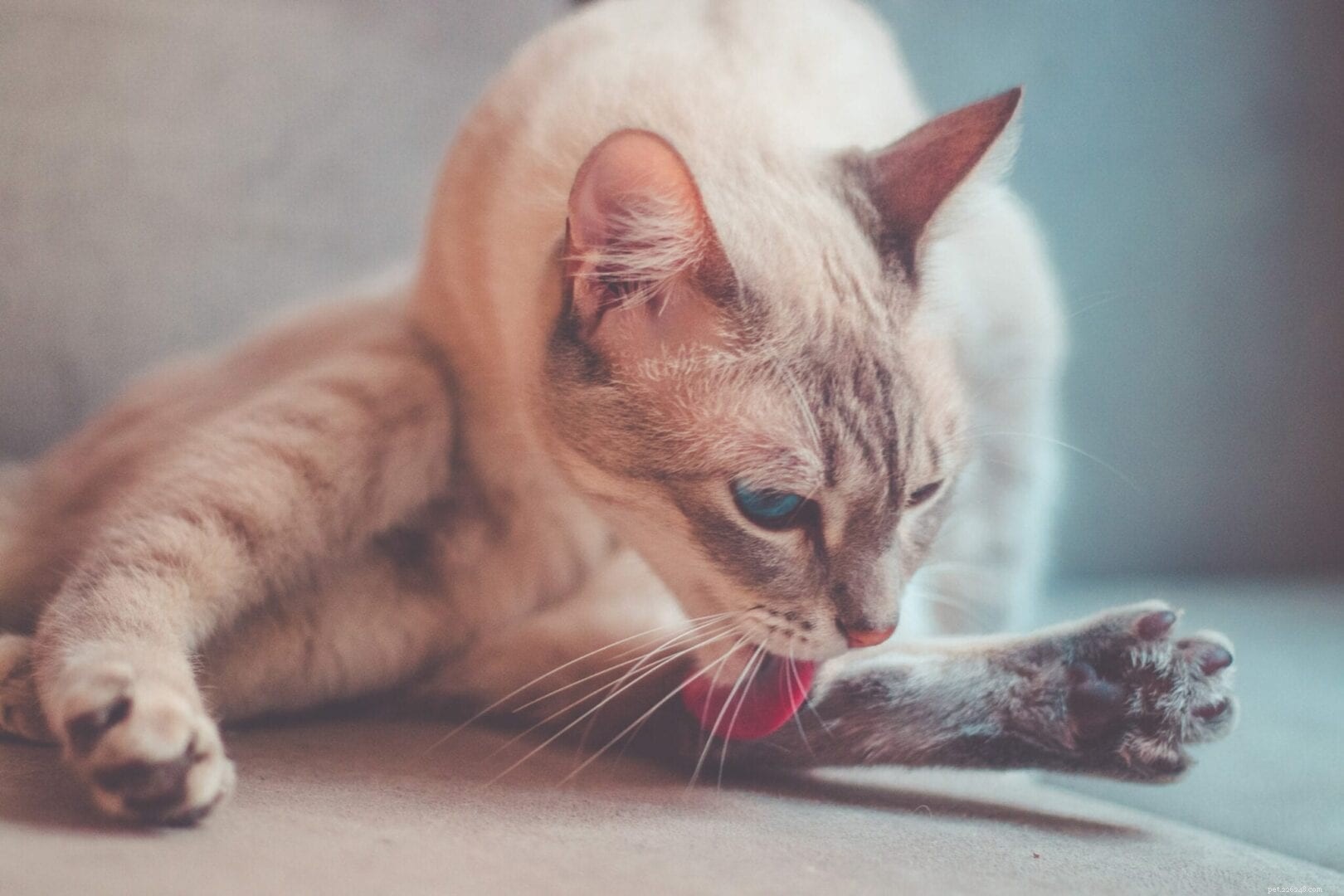 The Science Behind Cats  Incredible Flexibility