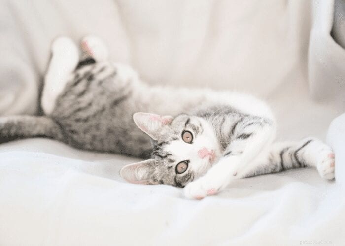 The Science Behind Cats  Incredible Flexibility