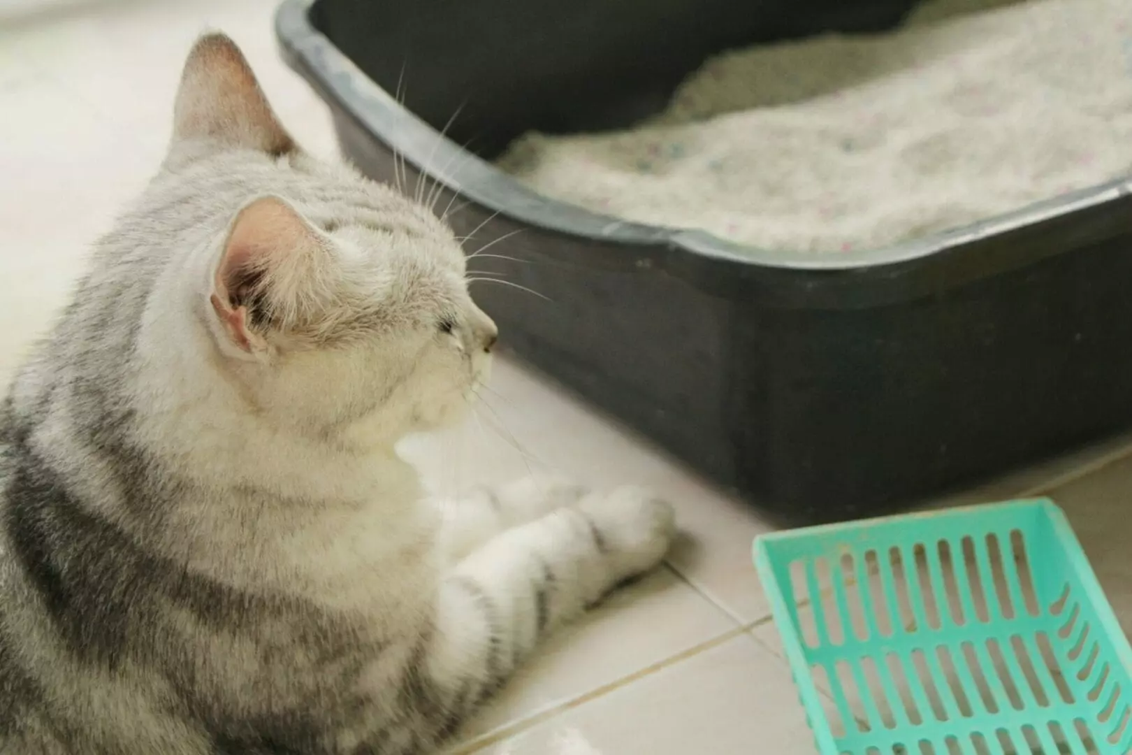 Stop Your Cat From Pooping in the Tub: Causes, Prevention, and Quick Fixes