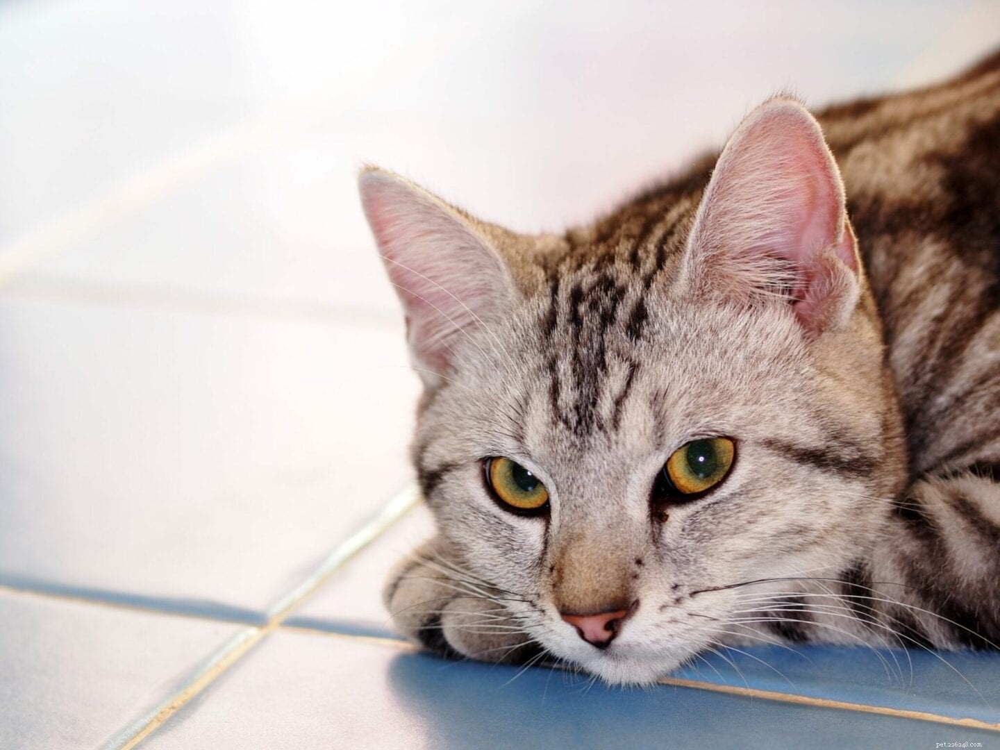 Stop Your Cat From Pooping in the Tub: Causes, Prevention, and Quick Fixes