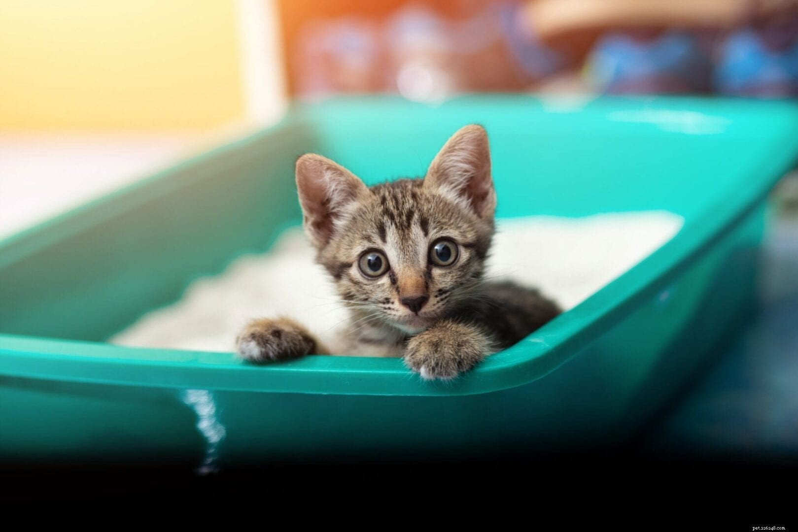 Why Is My Cat Eating Kitty Litter? Causes, Risks & How to Stop It