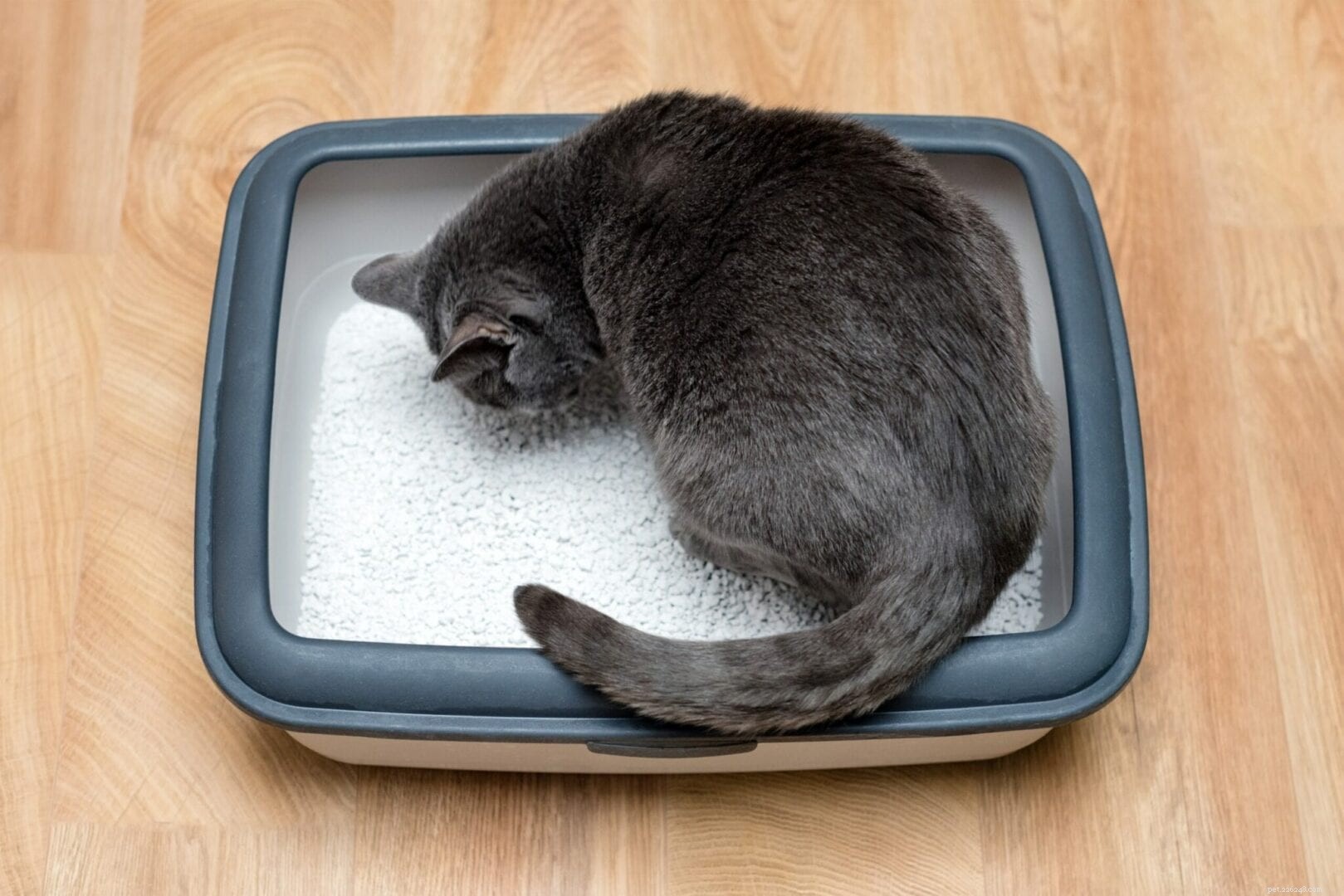 Why Is My Cat Eating Kitty Litter? Causes, Risks & How to Stop It