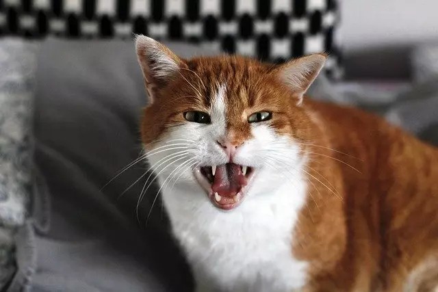 Understanding Why Some Cats Prefer Not to Be Held: A Guide for Pet Owners