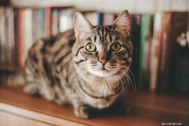 Understanding Why Some Cats Prefer Not to Be Held: A Guide for Pet Owners