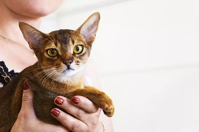 Understanding Why Some Cats Prefer Not to Be Held: A Guide for Pet Owners