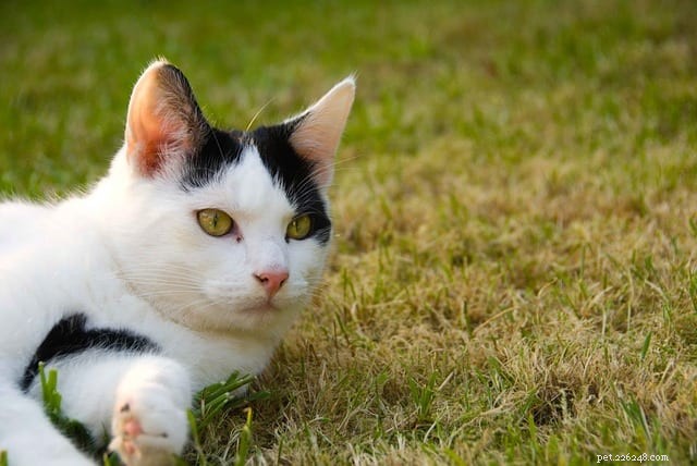 The Science Behind Cats’ Incredible Navigation Skills