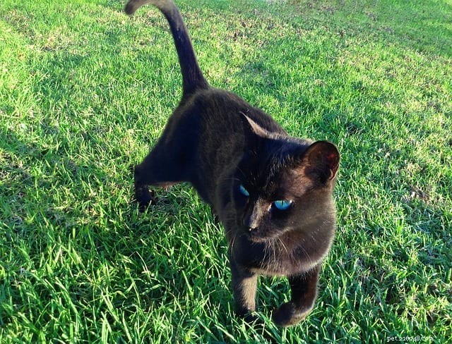 The Science Behind Cats’ Incredible Navigation Skills
