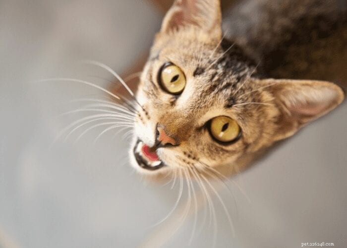 Why Is Your Cat Crying for Attention Inside the Home?