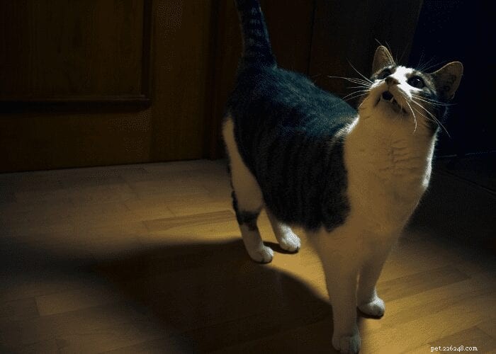 Why Is Your Cat Crying for Attention Inside the Home?