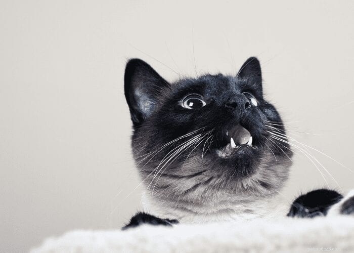 Why Is Your Cat Crying for Attention Inside the Home?