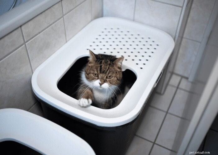 What Causes a Cat to Scatter Litter? Understanding Messy Litter Box Behavior