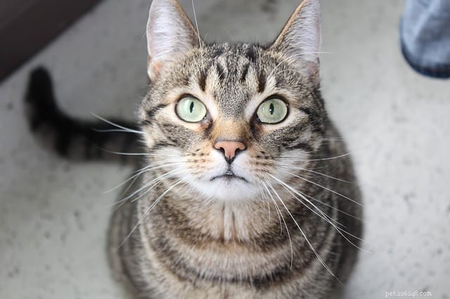 What Causes a Cat to Scatter Litter? Understanding Messy Litter Box Behavior