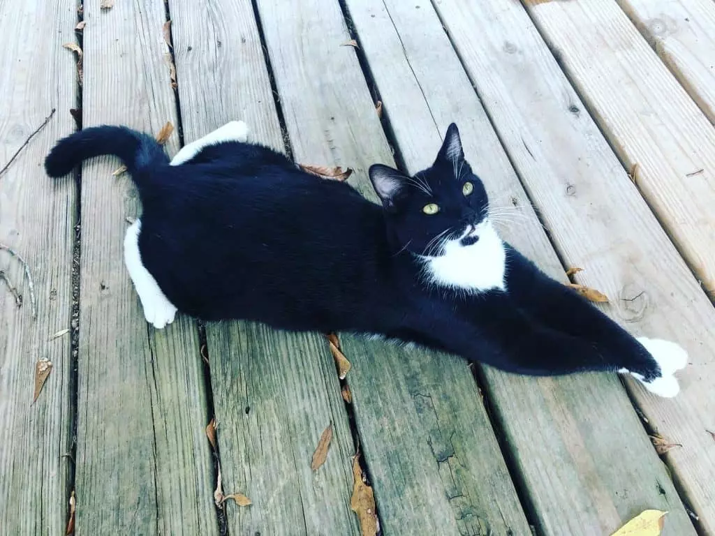 Why Tuxedo Cats Often Exhibit a Distinctly Confident Personality