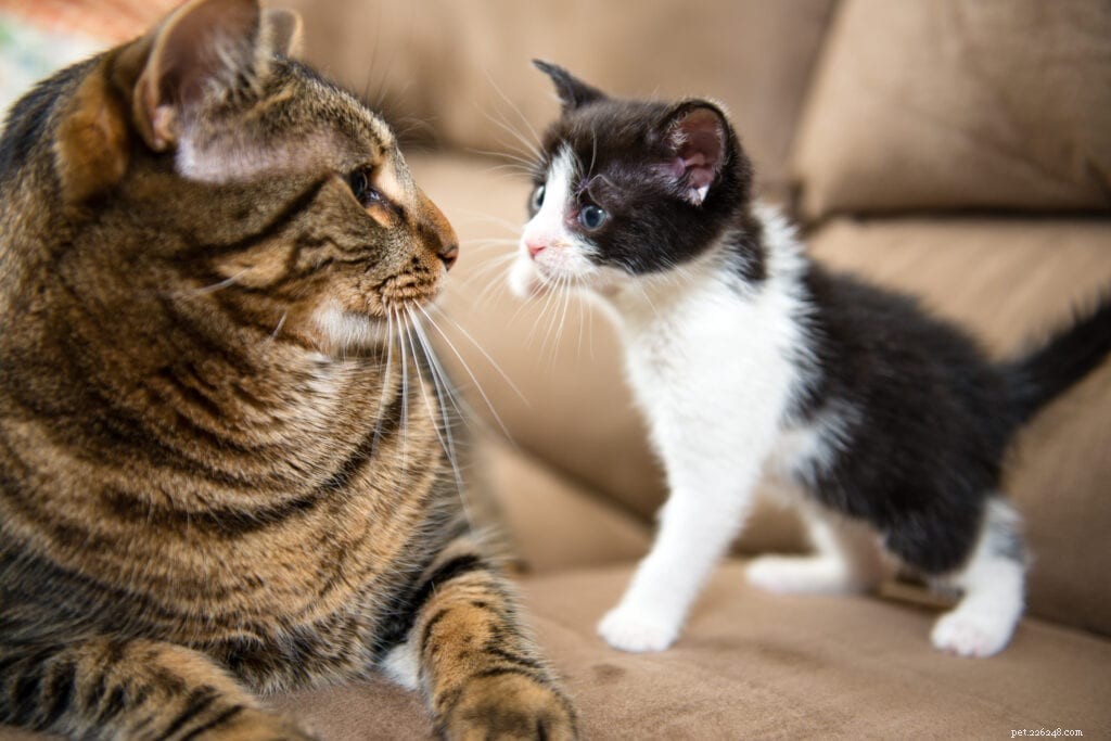 Why Tuxedo Cats Often Exhibit a Distinctly Confident Personality