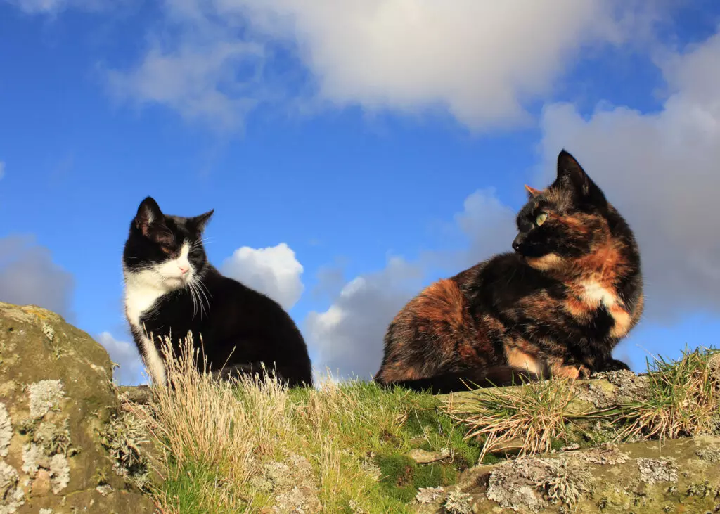 Why Tuxedo Cats Often Exhibit a Distinctly Confident Personality