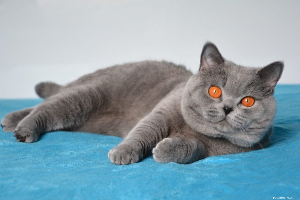 Why My Cat Loves to Sit on Your Lap: A Guide to Lap Cat Behavior