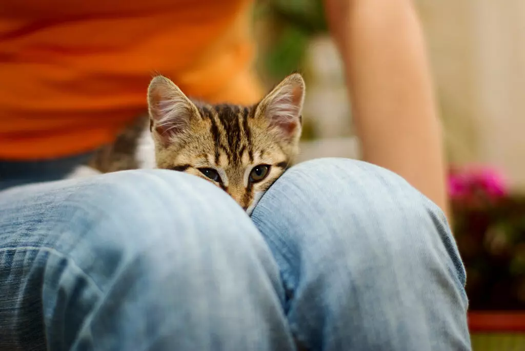 Why My Cat Loves to Sit on Your Lap: A Guide to Lap Cat Behavior
