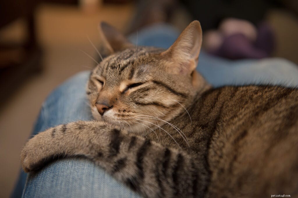 Why My Cat Loves to Sit on Your Lap: A Guide to Lap Cat Behavior