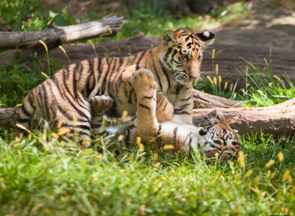 What Drives Cats to Bunny Kick? Uncovering the Playful Instinct Behind Their Signature Move