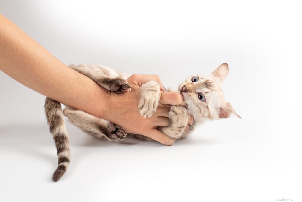 What Drives Cats to Bunny Kick? Uncovering the Playful Instinct Behind Their Signature Move