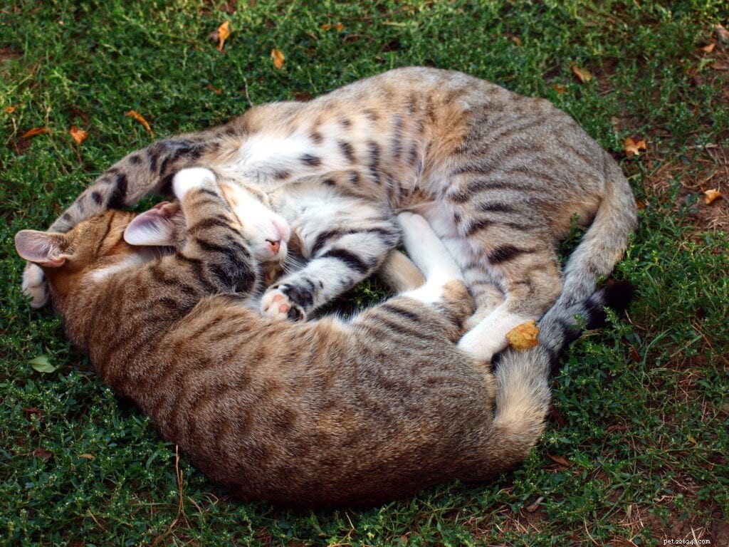 What Drives Cats to Bunny Kick? Uncovering the Playful Instinct Behind Their Signature Move