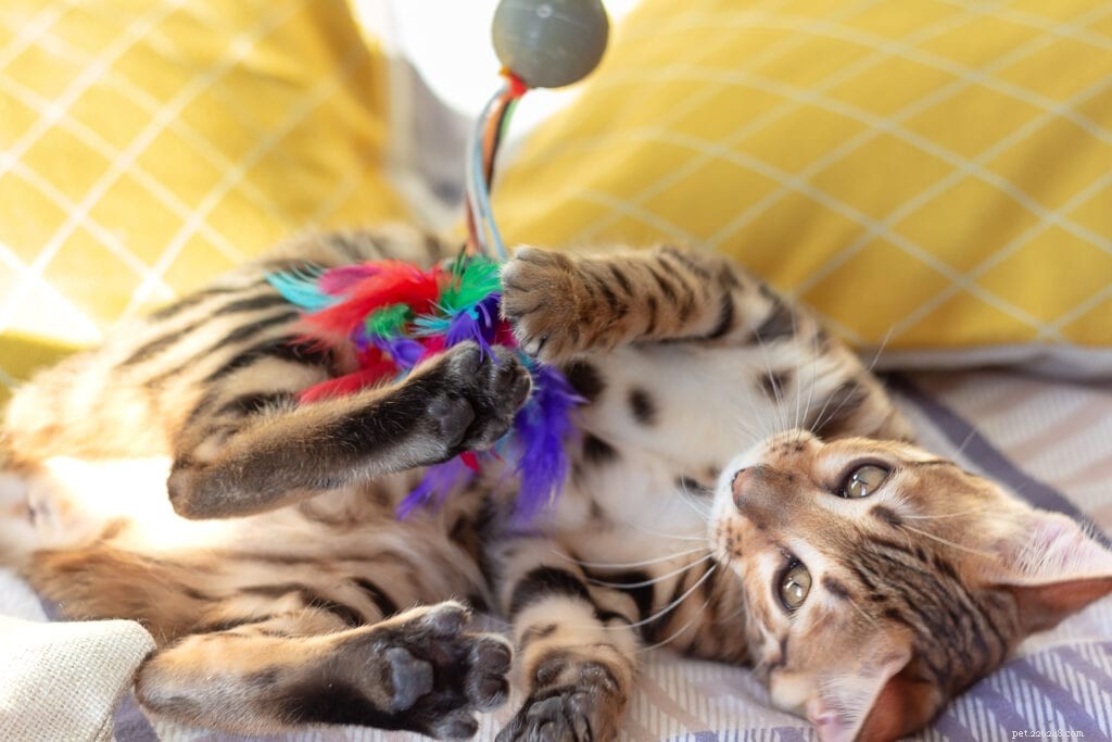 What Drives Cats to Bunny Kick? Uncovering the Playful Instinct Behind Their Signature Move