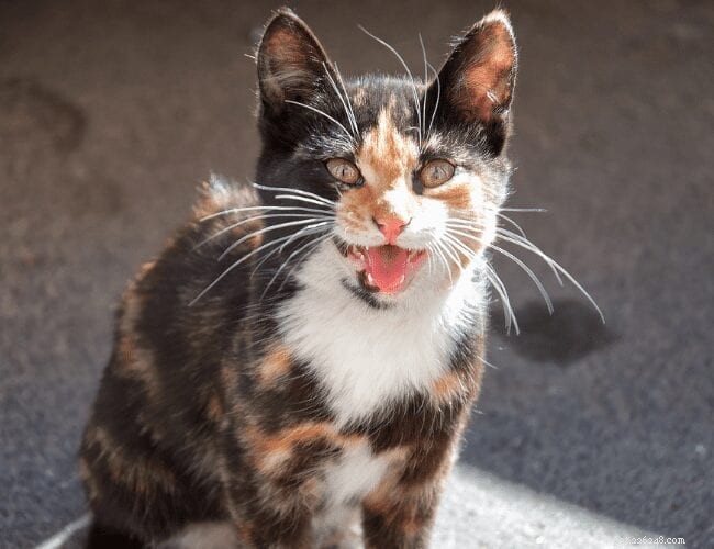 Can Cats Really Understand What We Say?