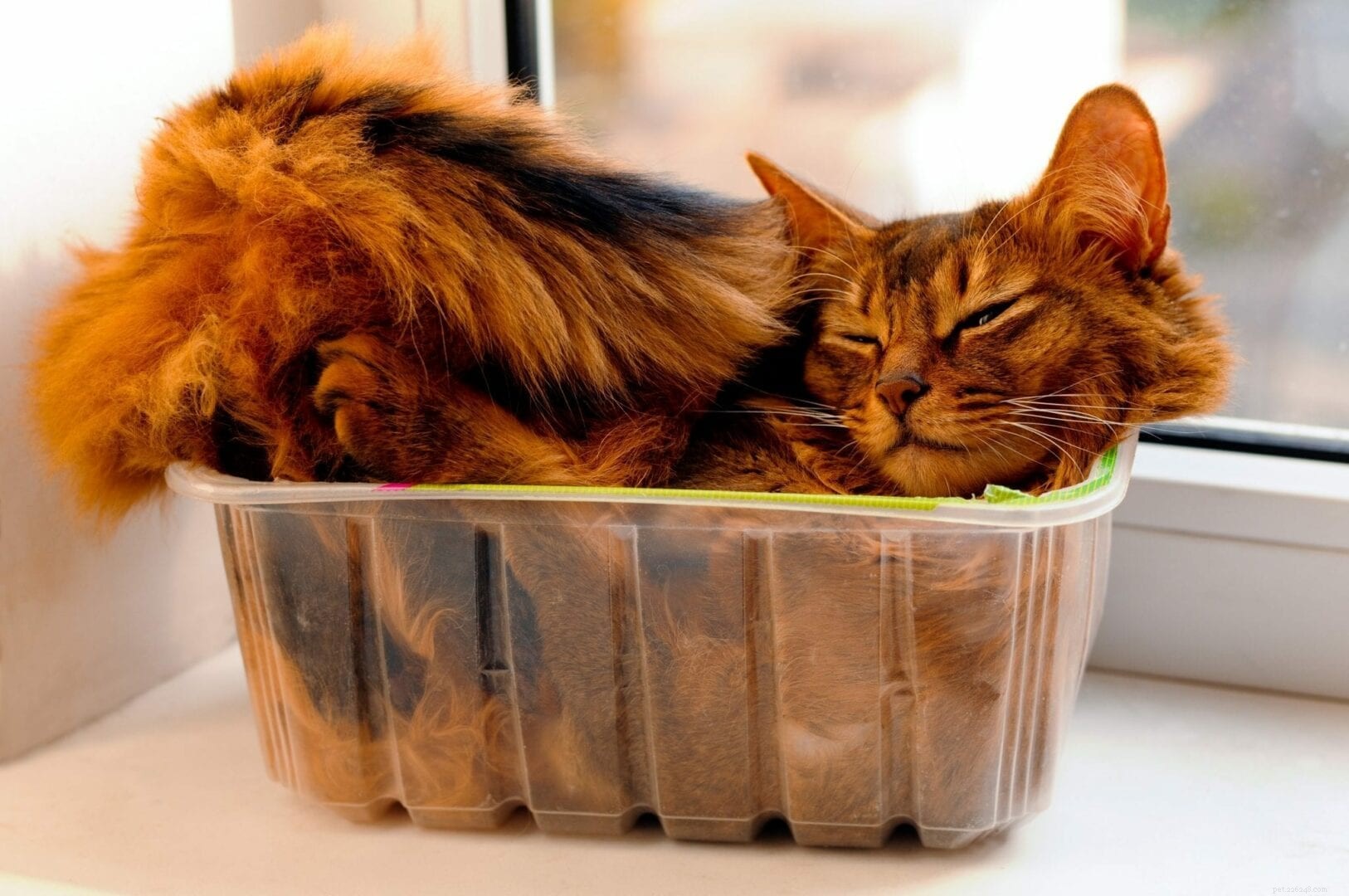 Why Cats Master the Art of Fitting into Tiny Spaces