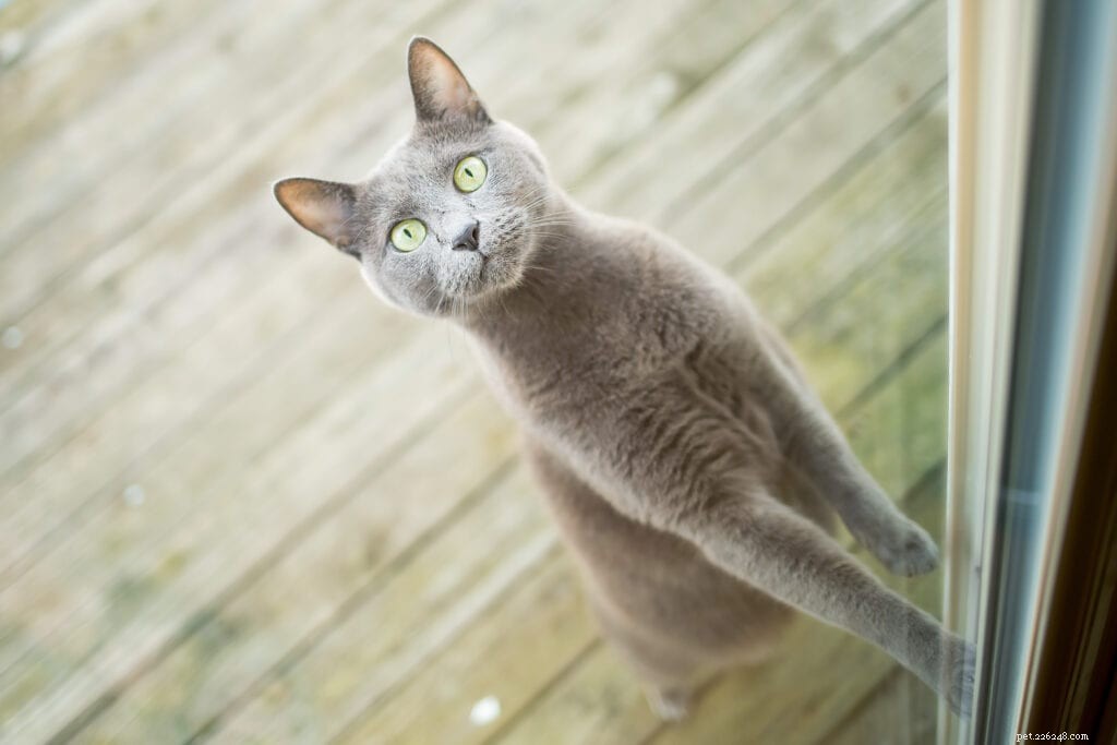 Can Cats Really Understand What We Say?