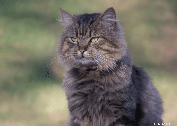 Can Cats Really Understand What We Say?