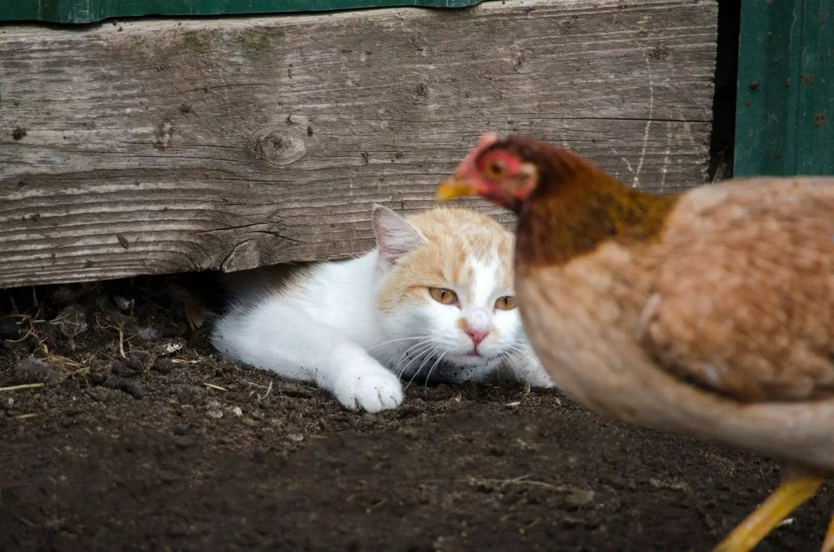 Why Cats Master the Art of Fitting into Tiny Spaces