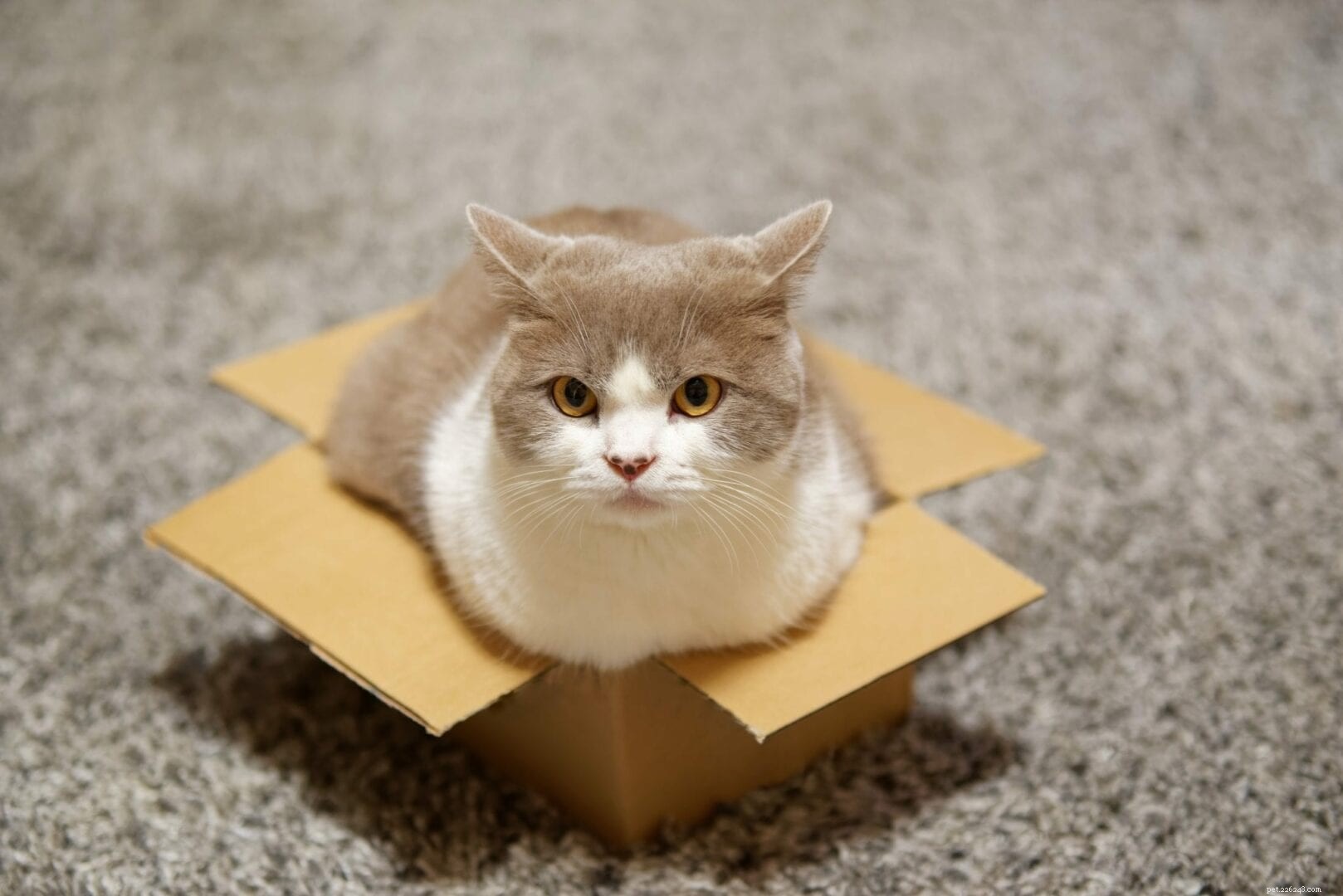 Why Cats Master the Art of Fitting into Tiny Spaces